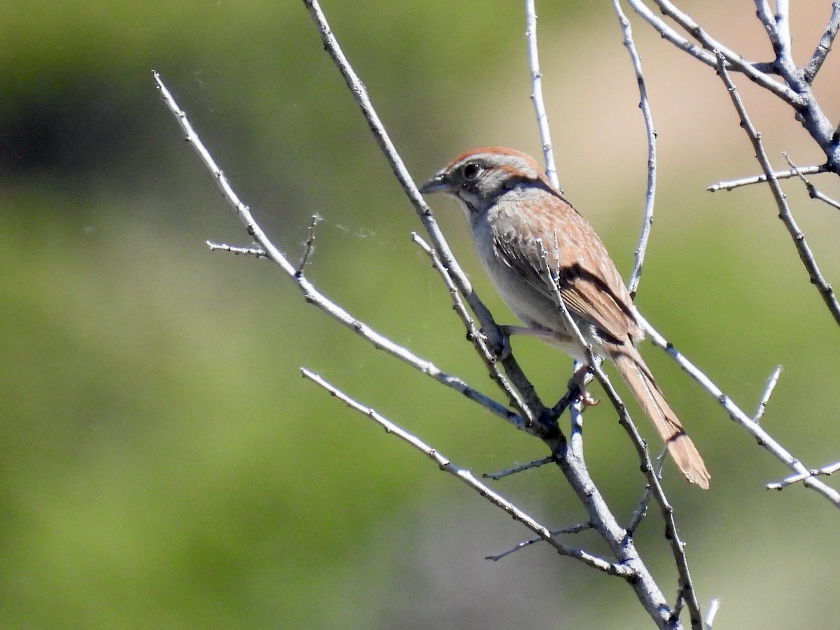 Rufous-crowned Sparrow - ML619955497