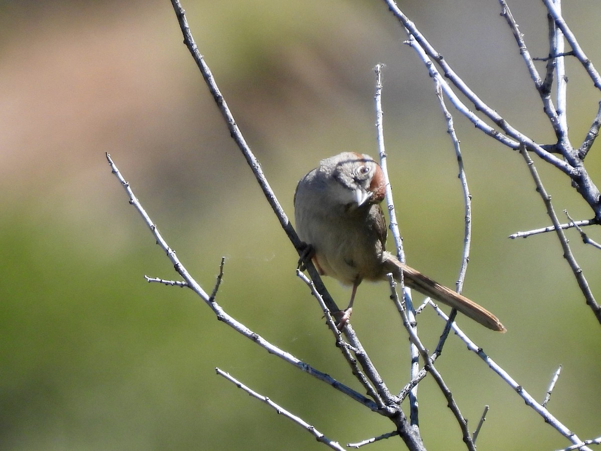 Rufous-crowned Sparrow - ML619955502
