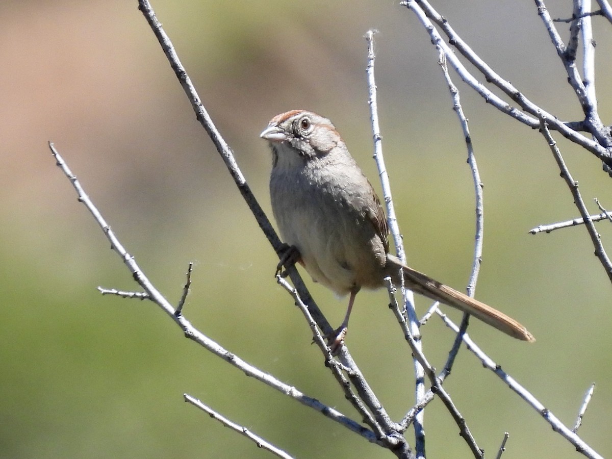 Rufous-crowned Sparrow - ML619955505