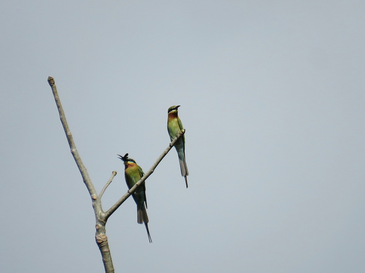 Blue-tailed Bee-eater - ML619955536