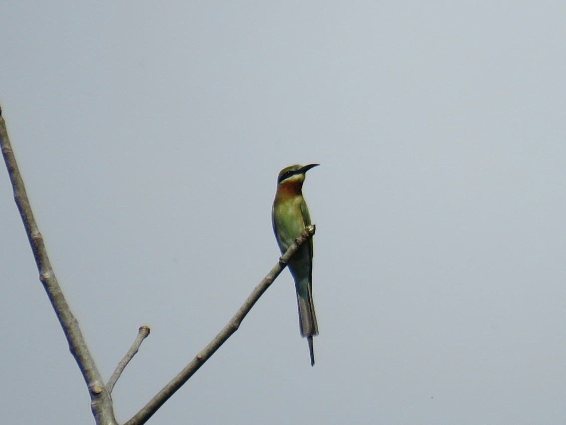 Blue-tailed Bee-eater - ML619955537