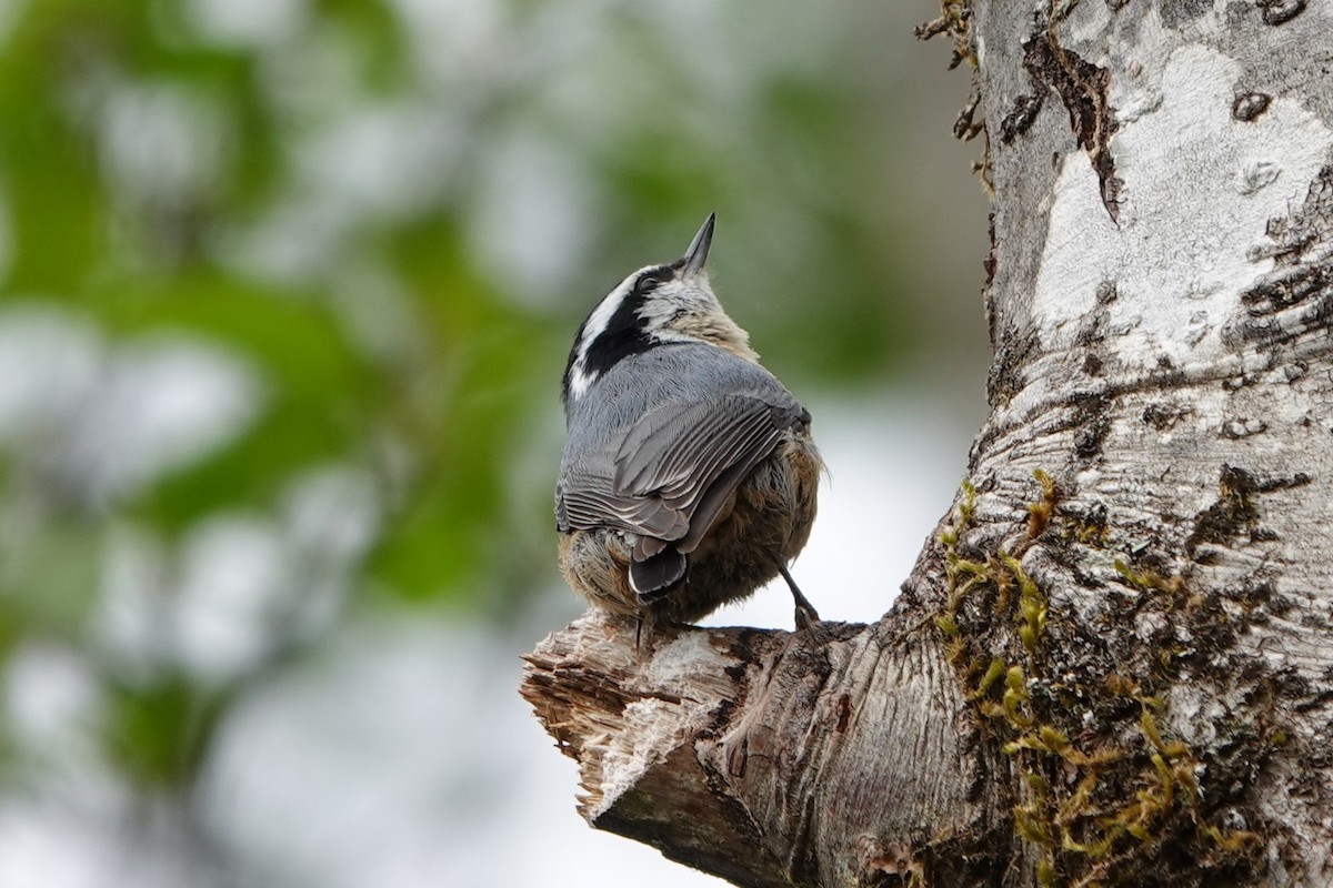 Red-breasted Nuthatch - ML619955544