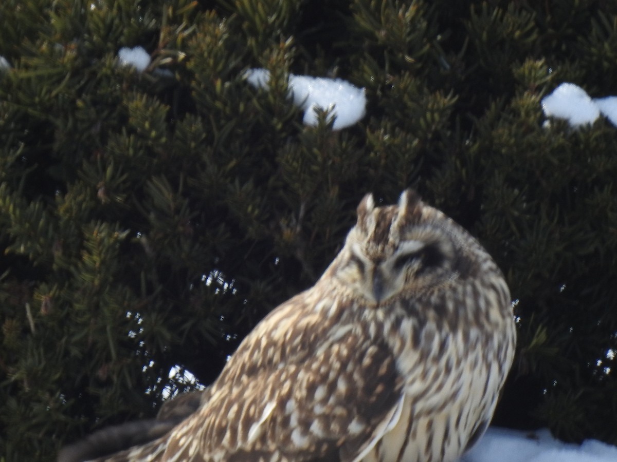 Short-eared Owl - ML619955565