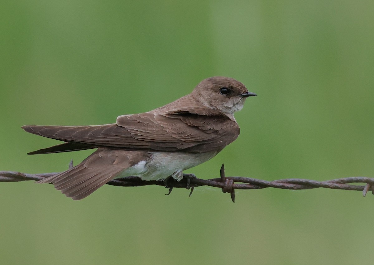 Northern Rough-winged Swallow - ML619955568