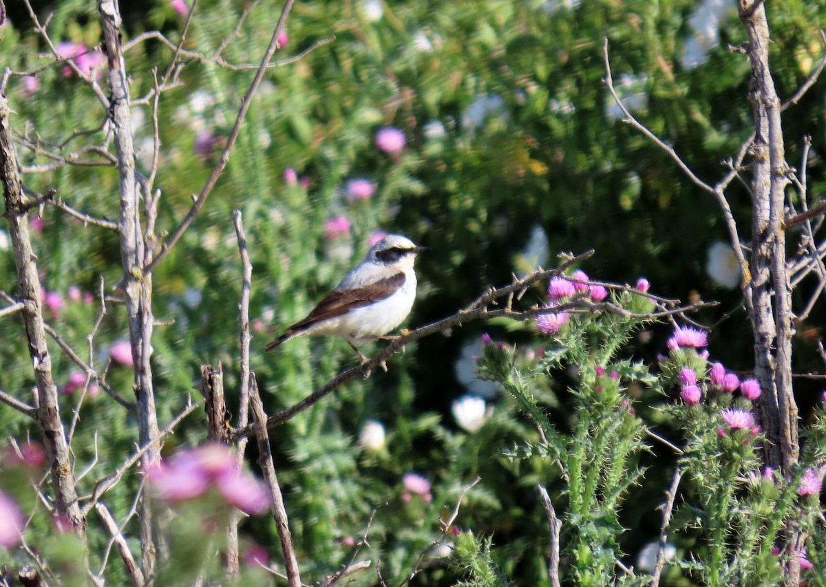 Northern Wheatear - ML619955578