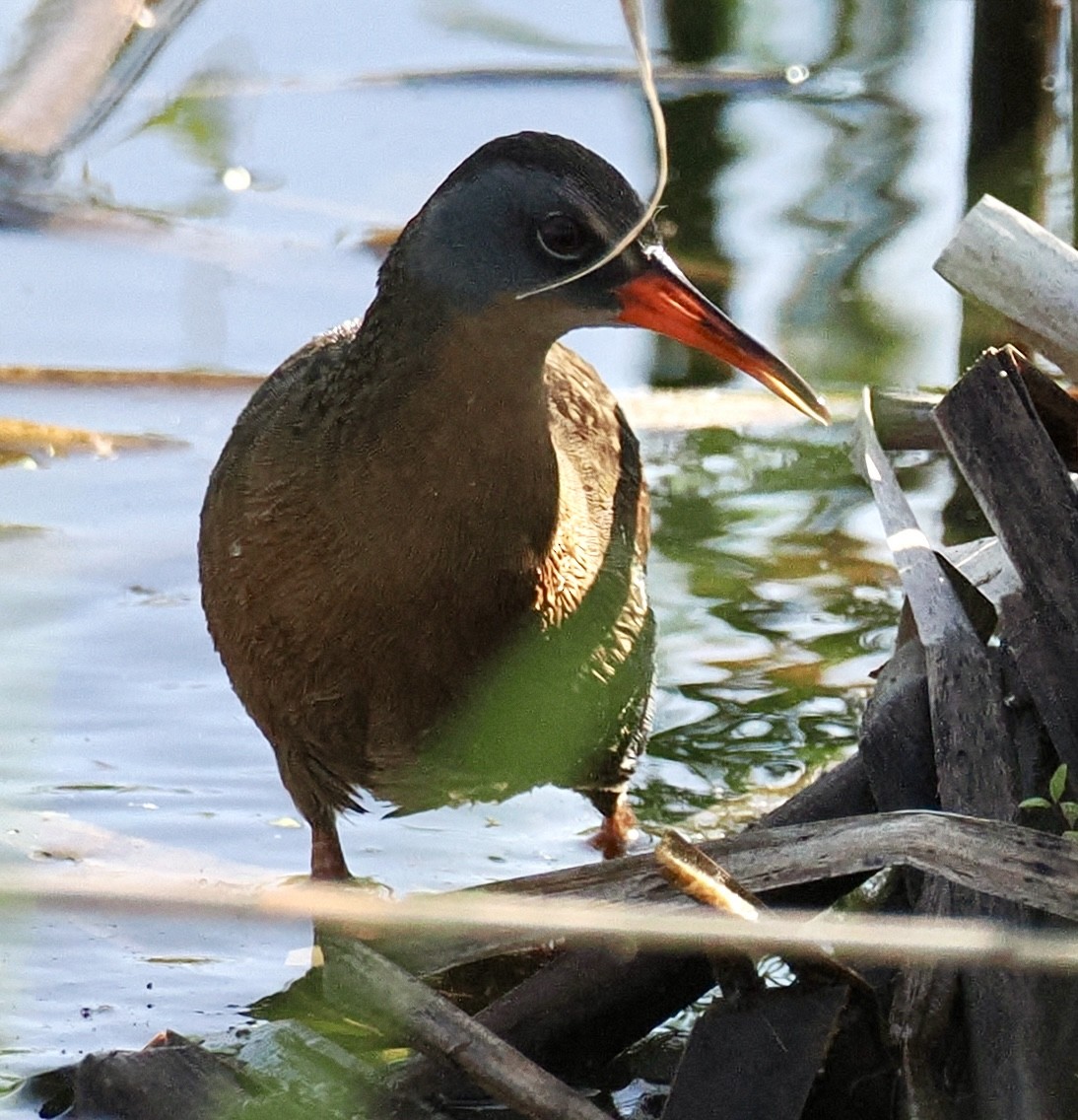 Virginia Rail - ML619955582