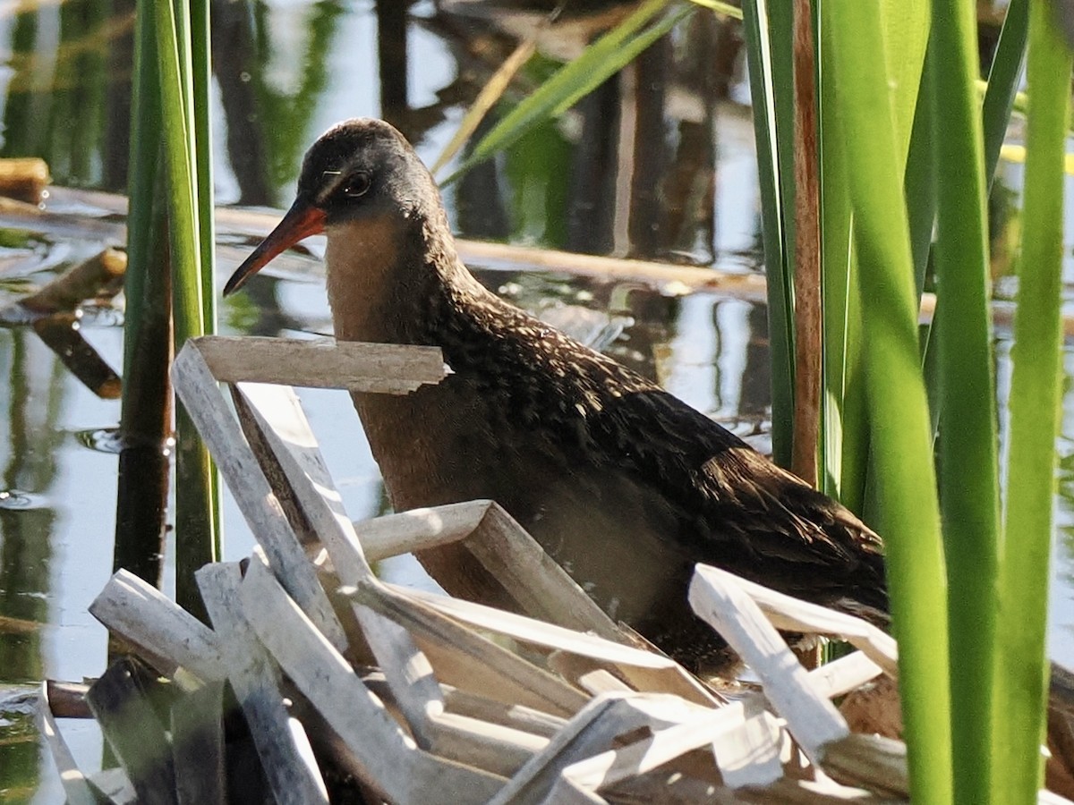 Virginia Rail - ML619955583