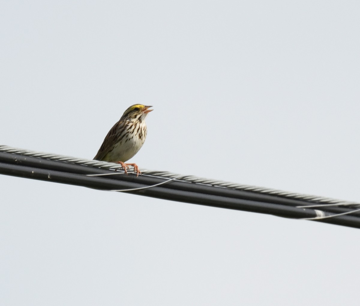 Savannah Sparrow - ML619955588