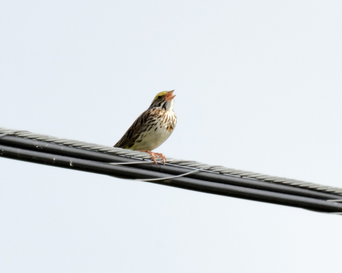 Savannah Sparrow - ML619955589