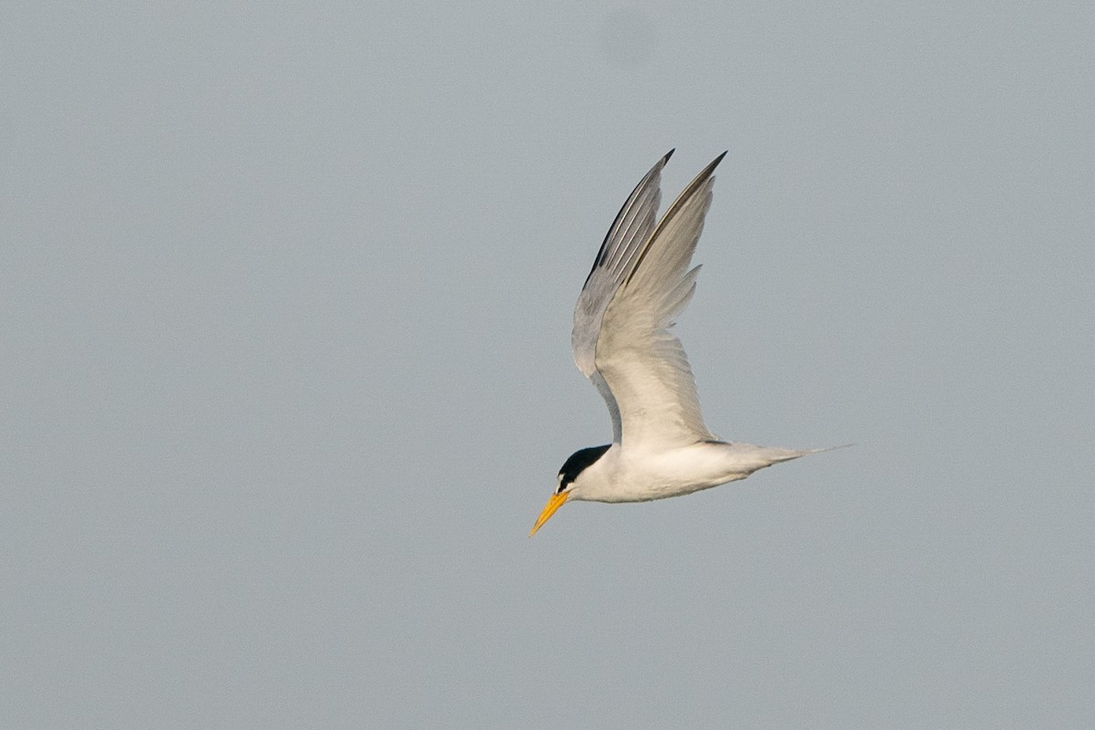 Least Tern - ML619955599