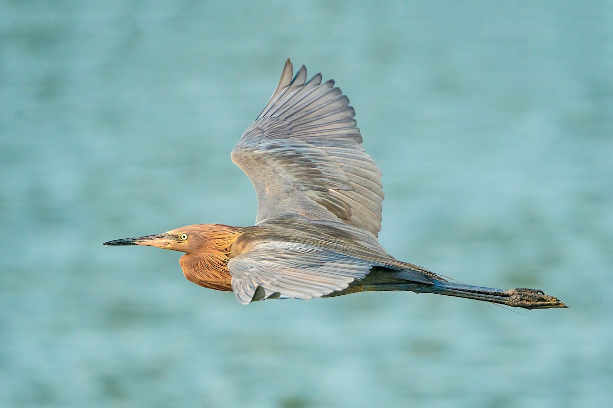 Reddish Egret - ML619955619