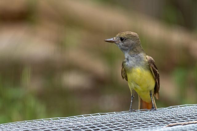 Great Crested Flycatcher - ML619955620