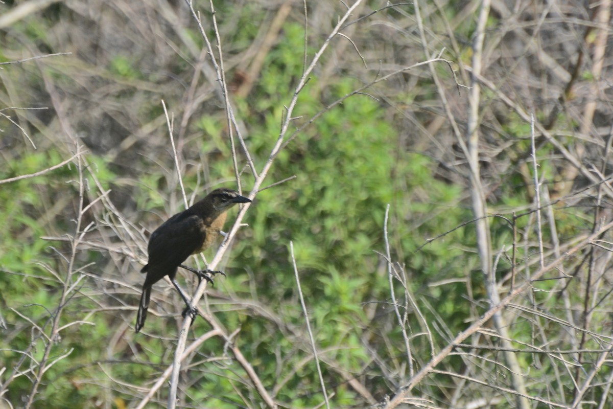 Boat-tailed Grackle - ML619955637