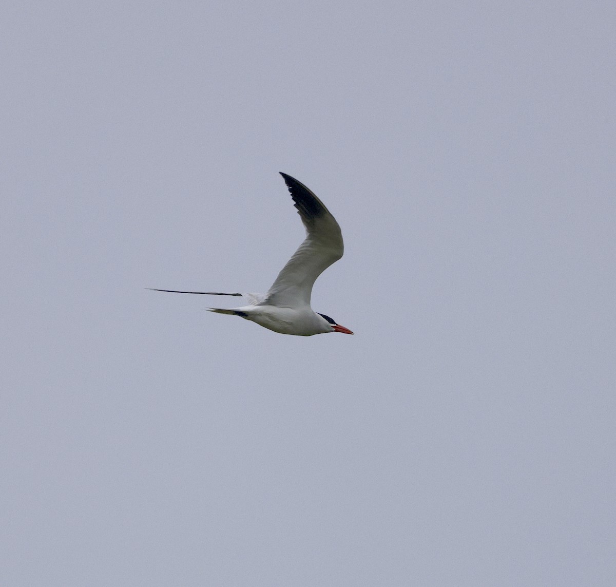 Caspian Tern - ML619955641