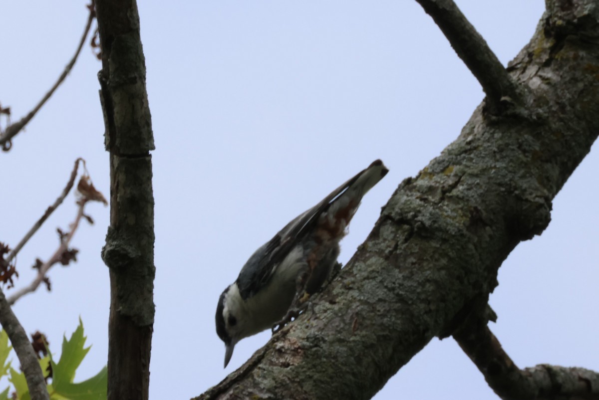 White-breasted Nuthatch - ML619955645