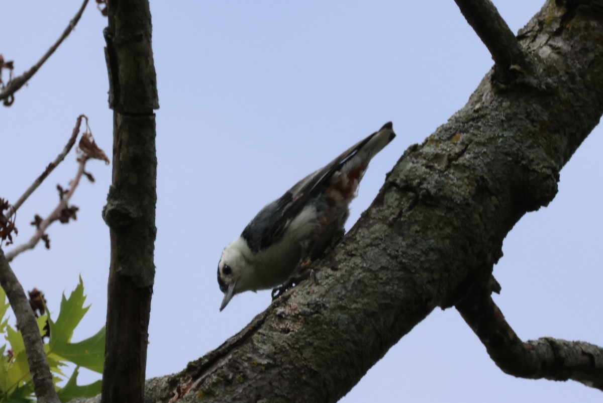 White-breasted Nuthatch - ML619955646