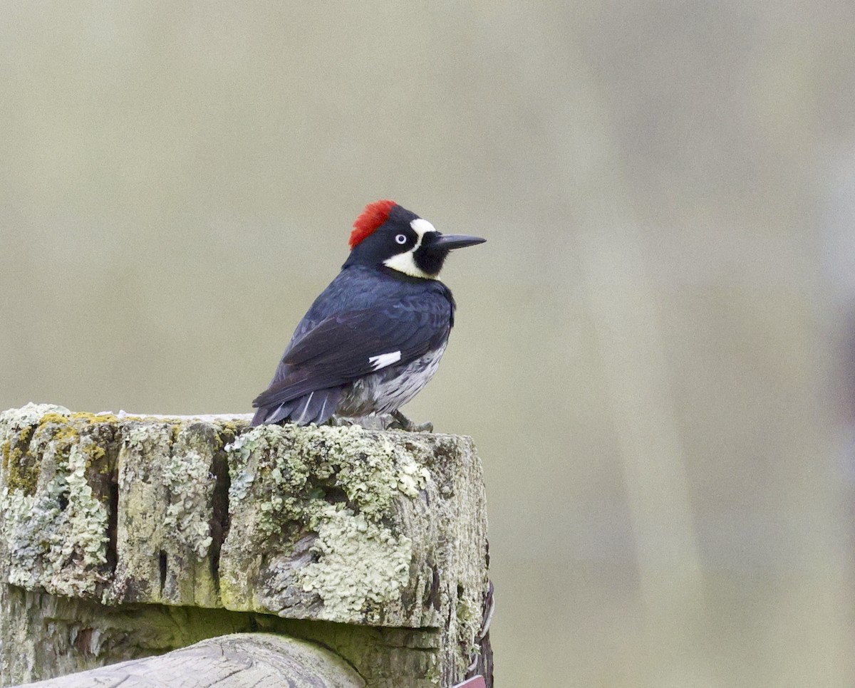 Acorn Woodpecker - ML619955648