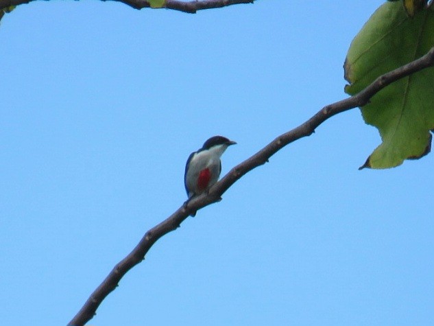 Red-keeled Flowerpecker - ML619955653