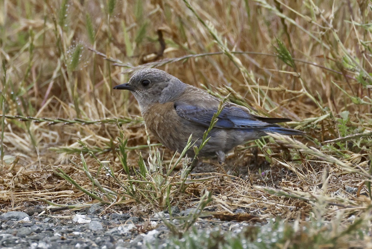 Western Bluebird - ML619955666