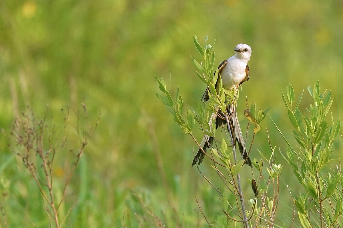 Scissor-tailed Flycatcher - ML619955679