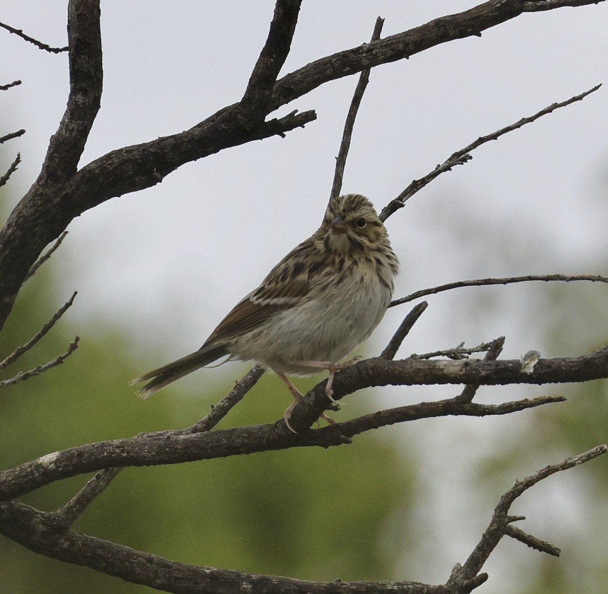 Savannah Sparrow - ML619955690