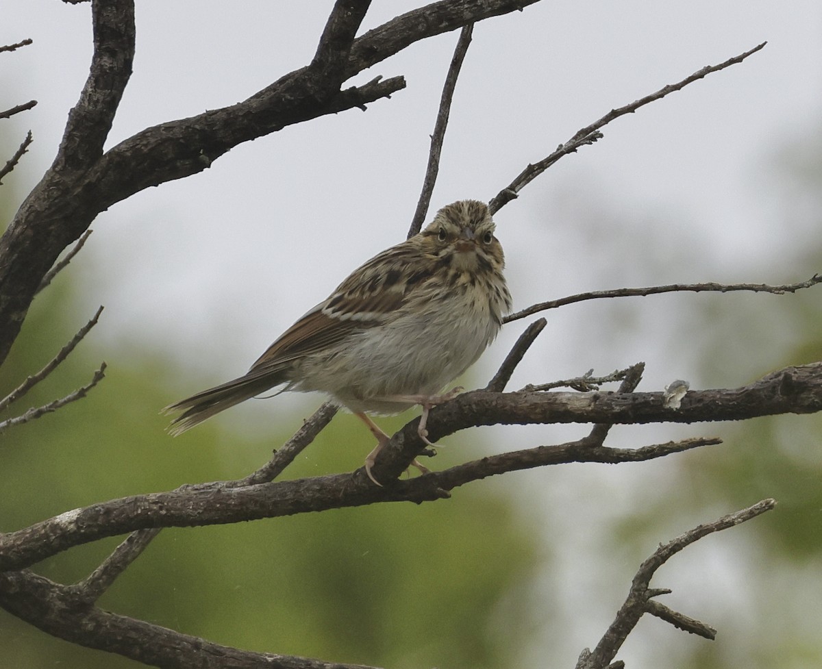 Savannah Sparrow - ML619955691