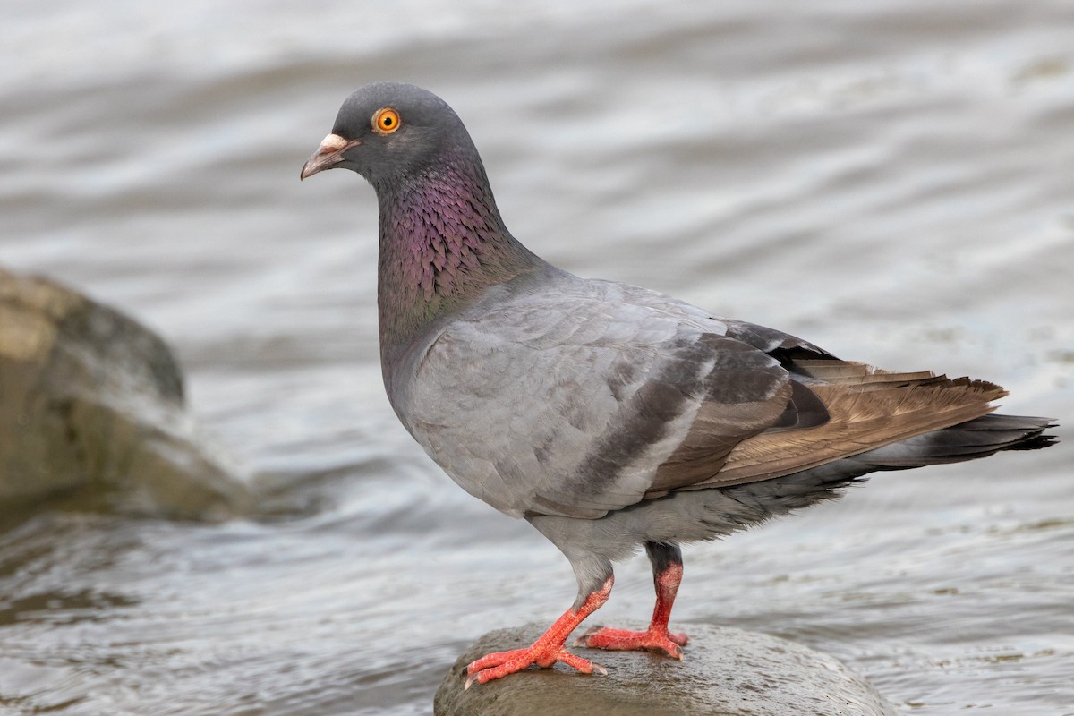 Rock Pigeon (Feral Pigeon) - ML619955693