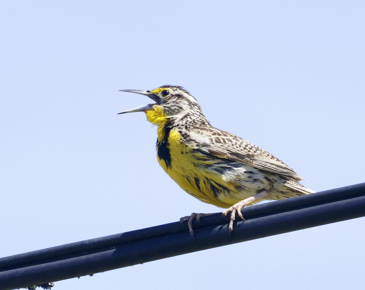 Western Meadowlark - ML619955697