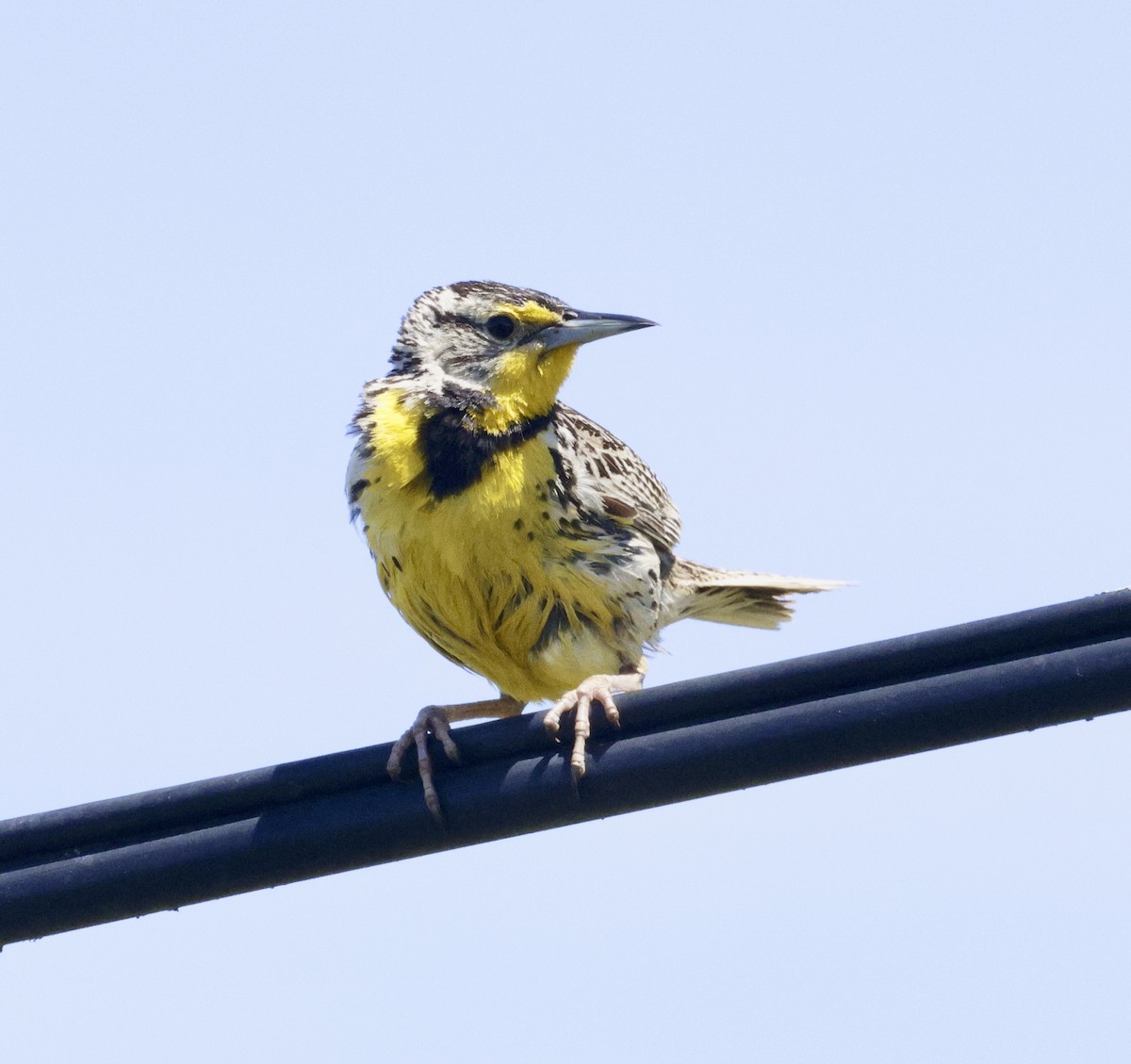 Western Meadowlark - ML619955698