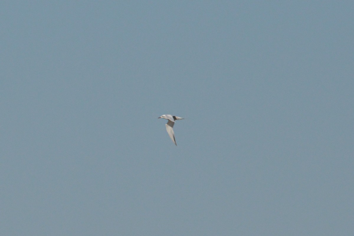 Snowy-crowned Tern - ML619955708