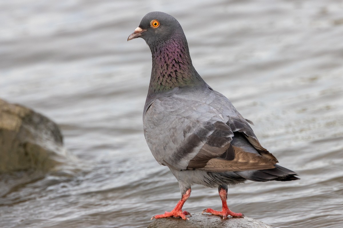 Rock Pigeon (Feral Pigeon) - ML619955711