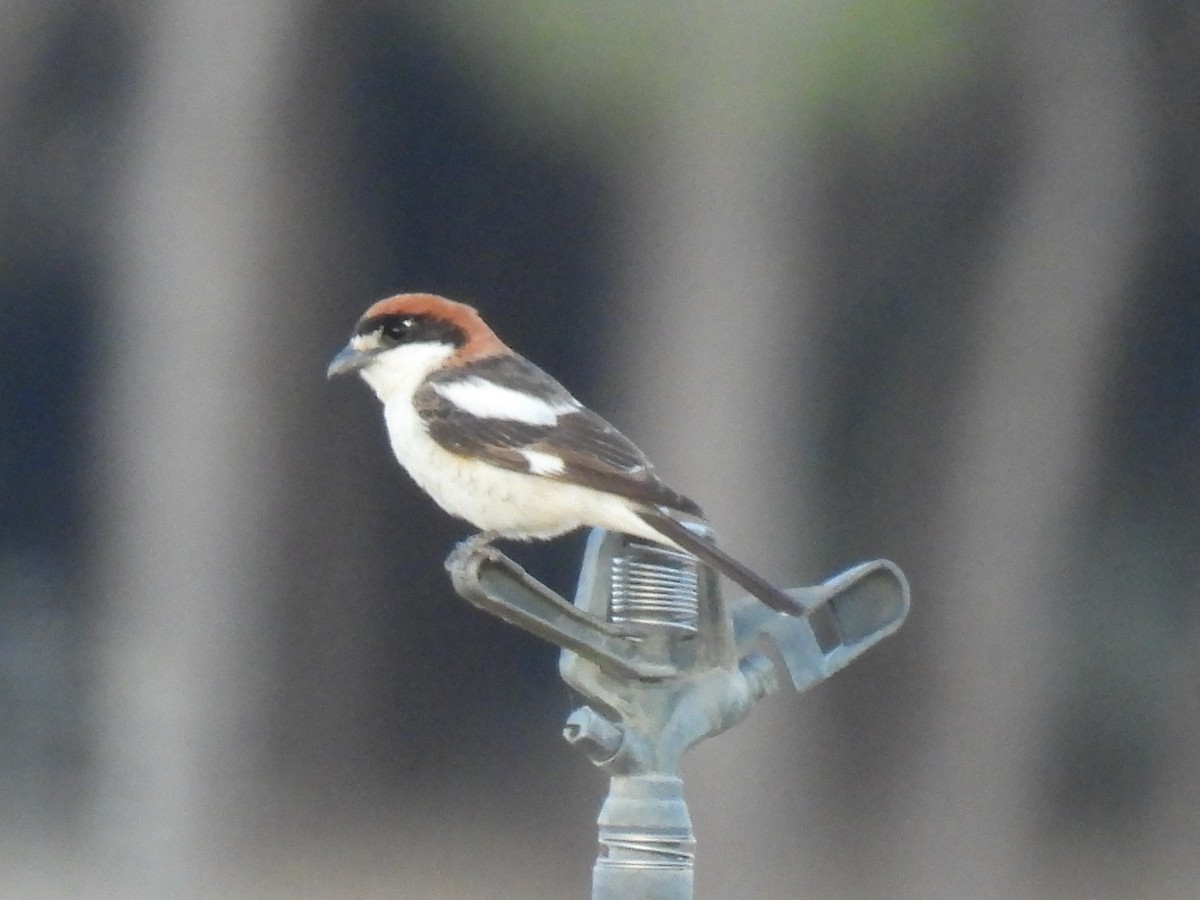 Woodchat Shrike - ML619955712