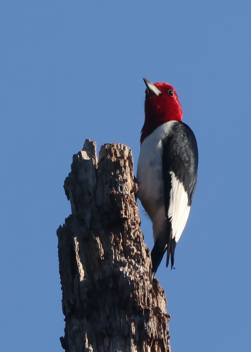 Red-headed Woodpecker - ML619955714