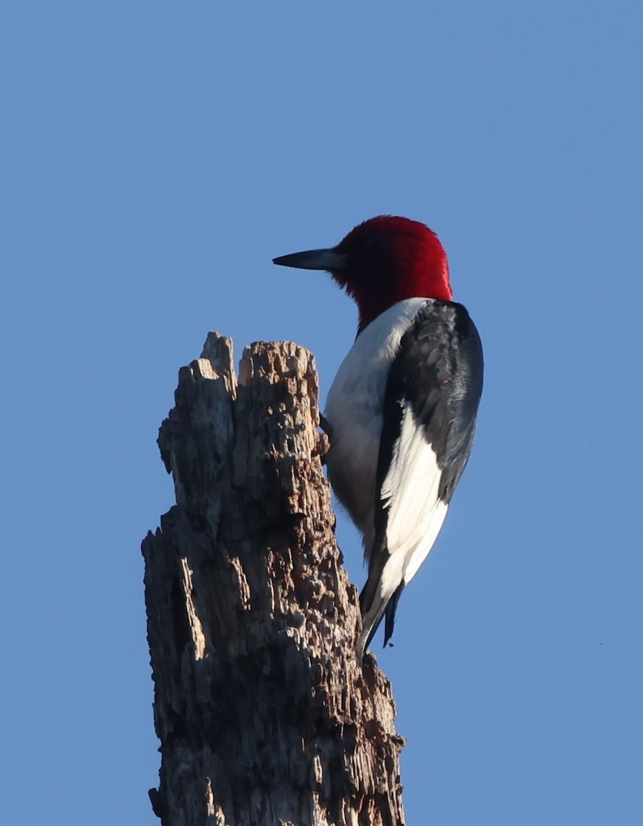 Red-headed Woodpecker - ML619955715