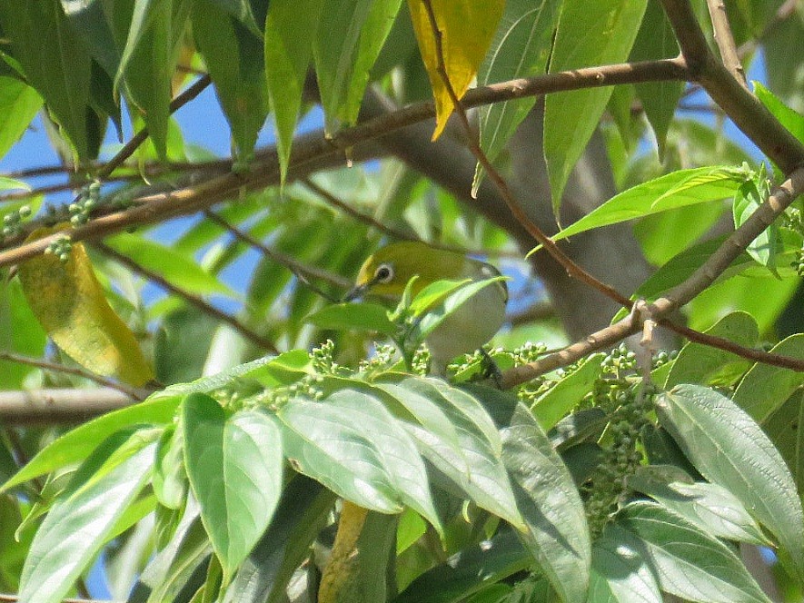 Lowland White-eye - ML619955719