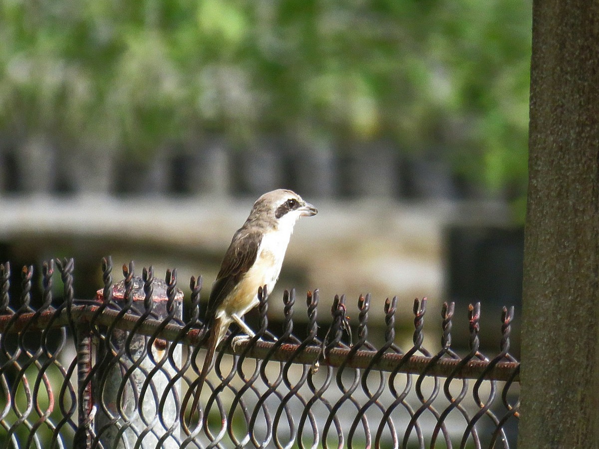 Brown Shrike (Philippine) - ML619955733