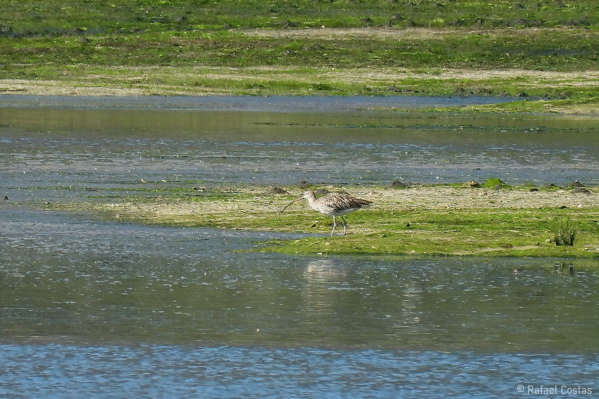 Eurasian Curlew - ML619955745