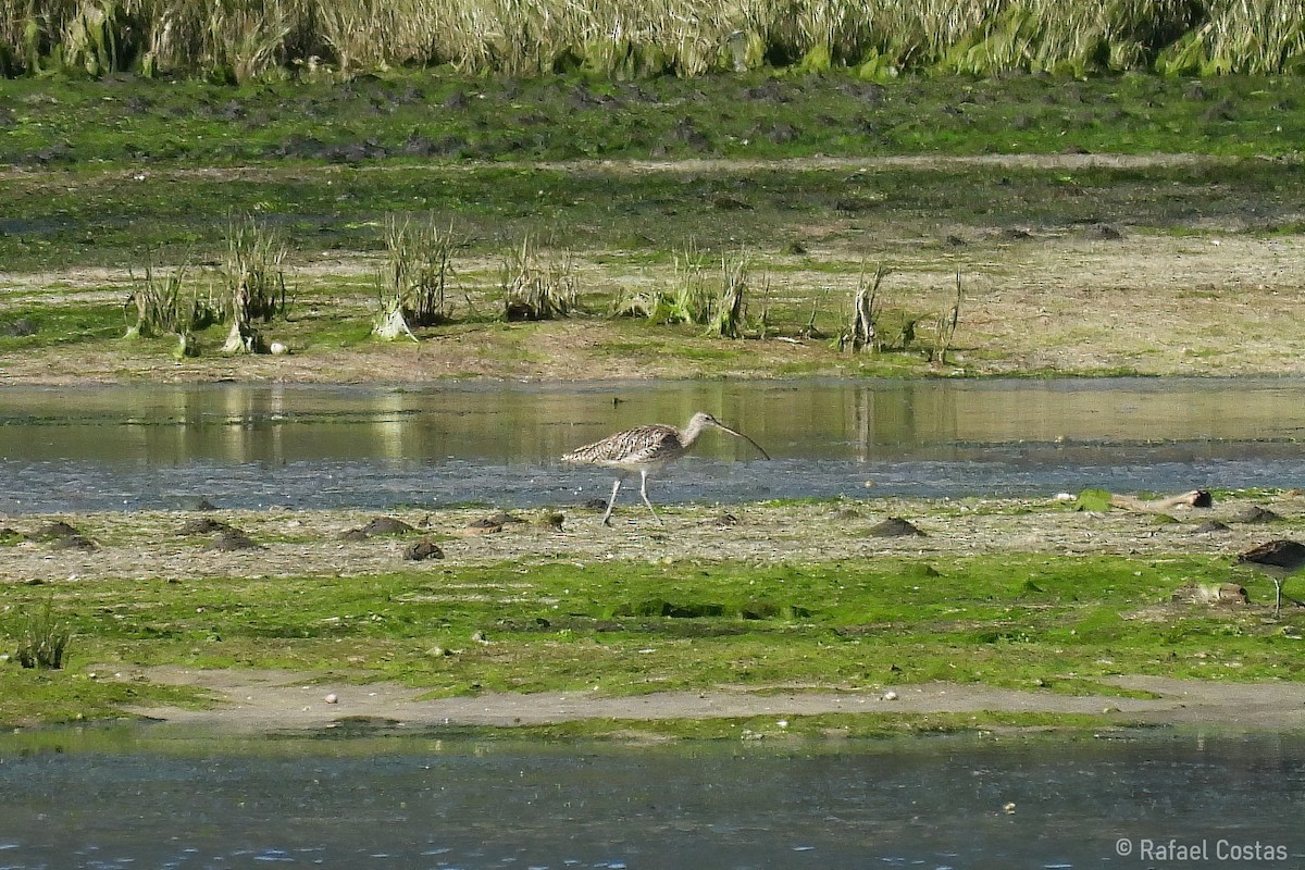 Eurasian Curlew - ML619955746