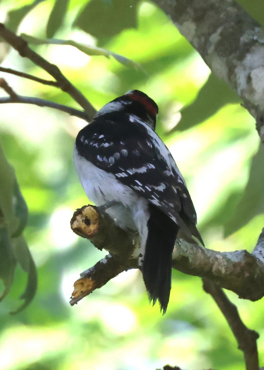 Downy Woodpecker (Eastern) - ML619955747