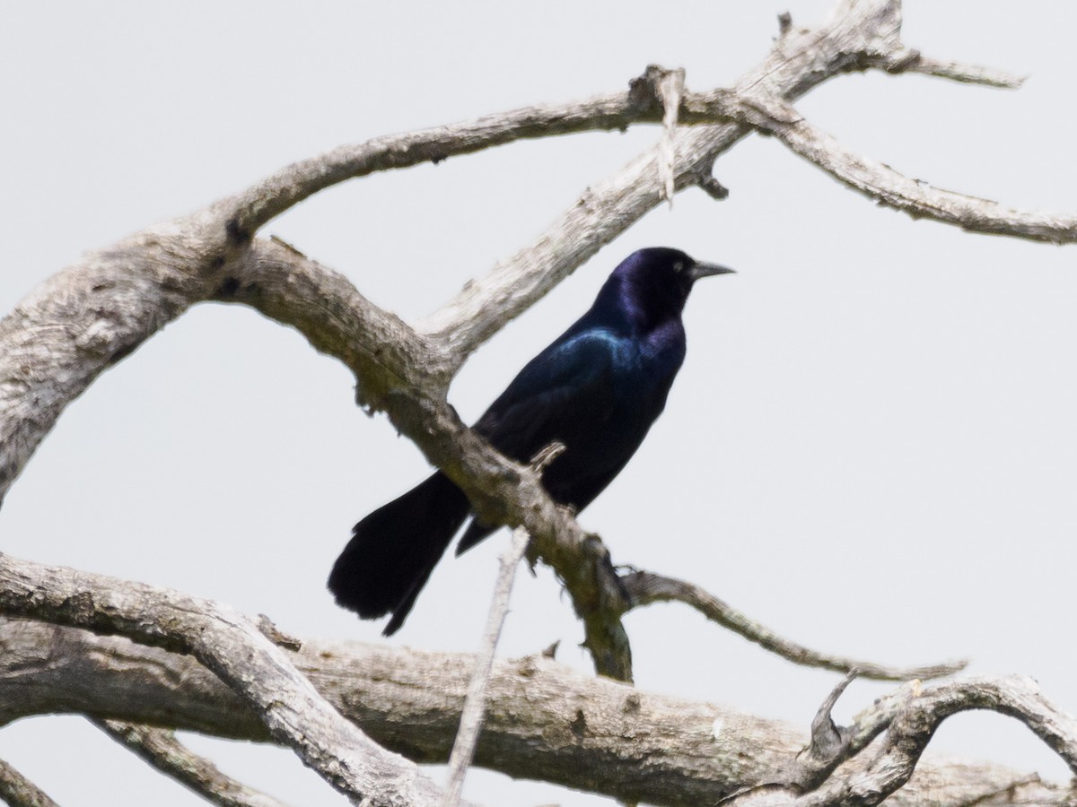 Boat-tailed Grackle - ML619955754