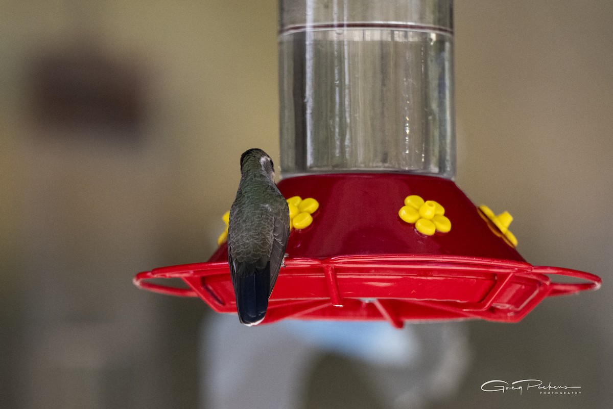 kolibřík blankytohrdlý - ML619955789