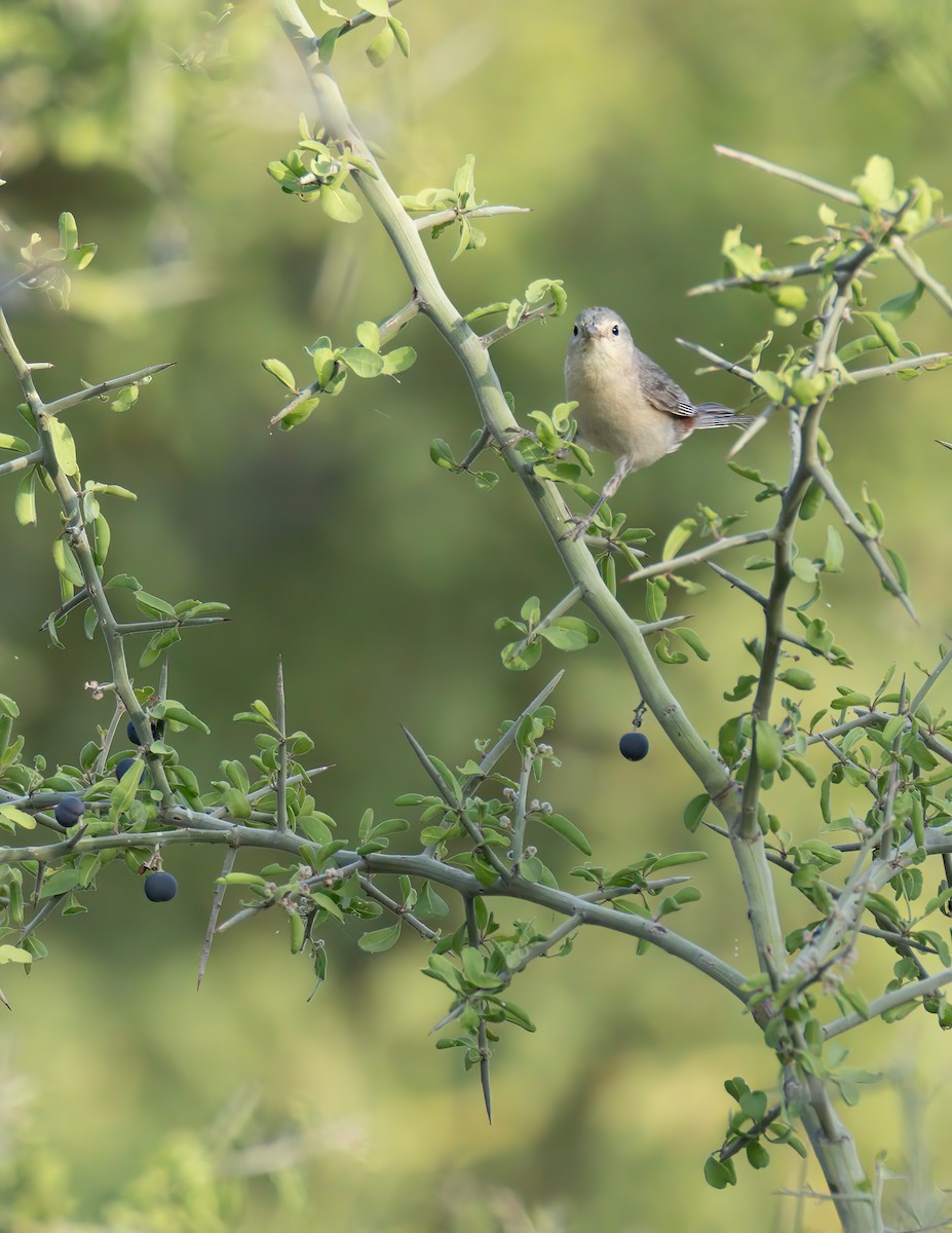 Lucy's Warbler - ML619955811