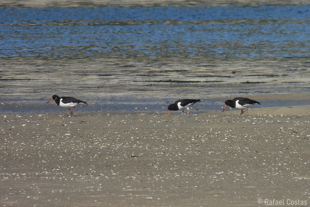 Eurasian Oystercatcher - ML619955813