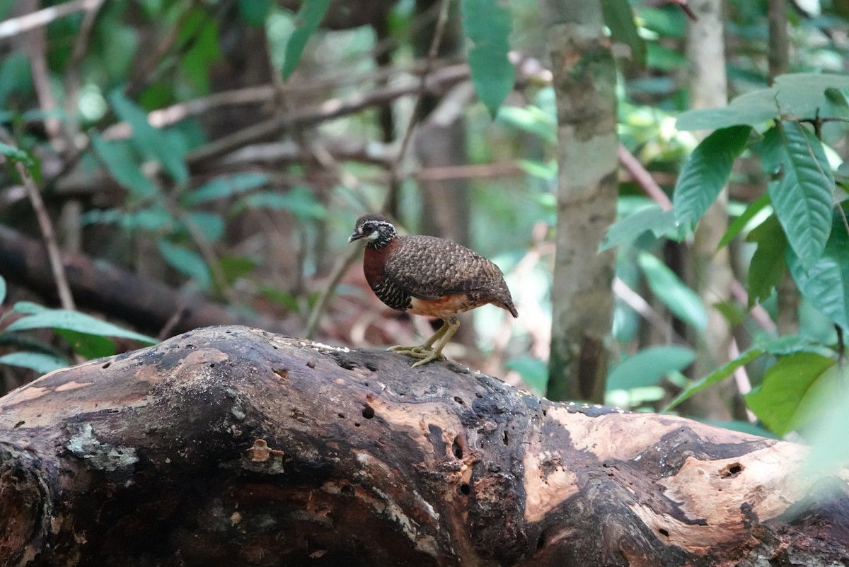 Sabah Partridge - ML619955820