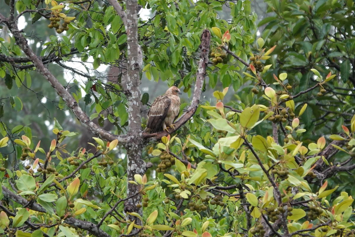 Dschungelhaubenadler - ML619955837