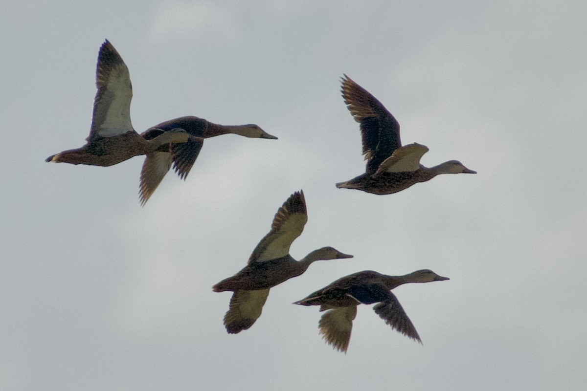 Mottled Duck - ML619955844