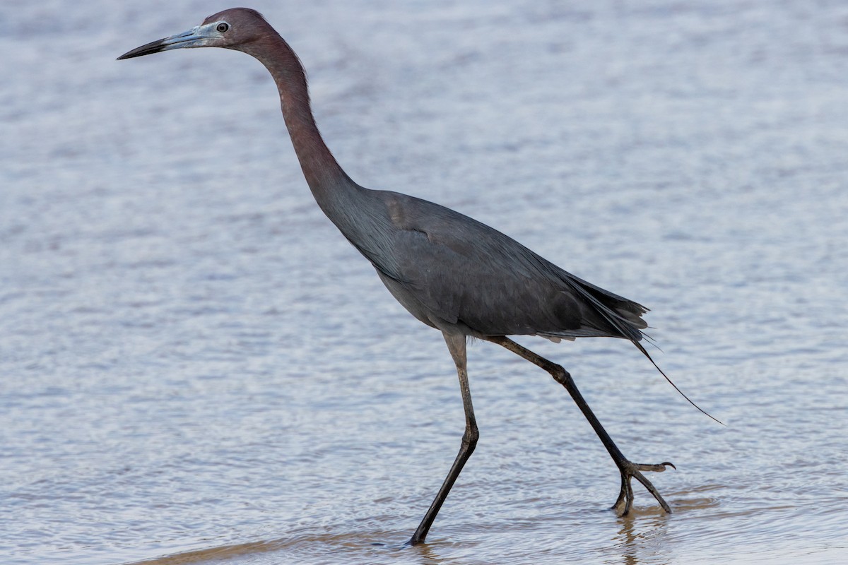 Little Blue Heron - ML619955847