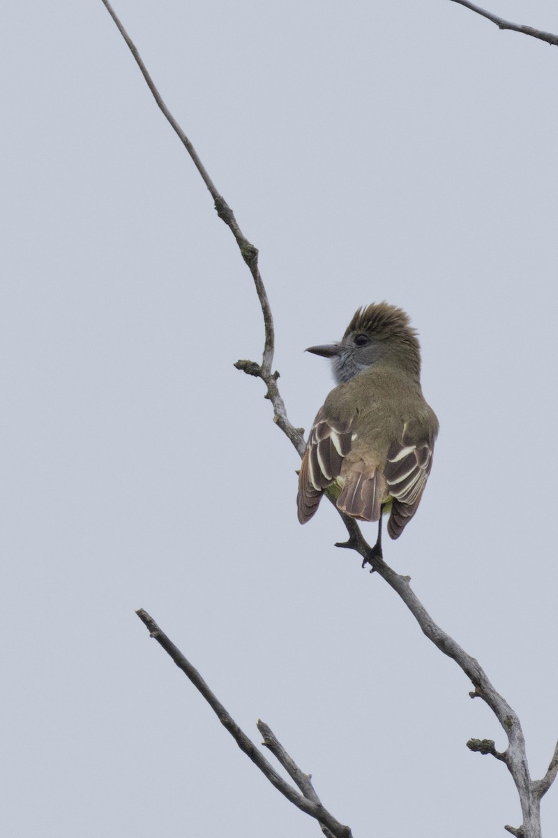 Great Crested Flycatcher - ML619955851