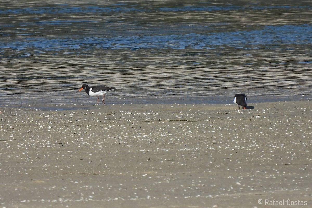 Eurasian Oystercatcher - ML619955859