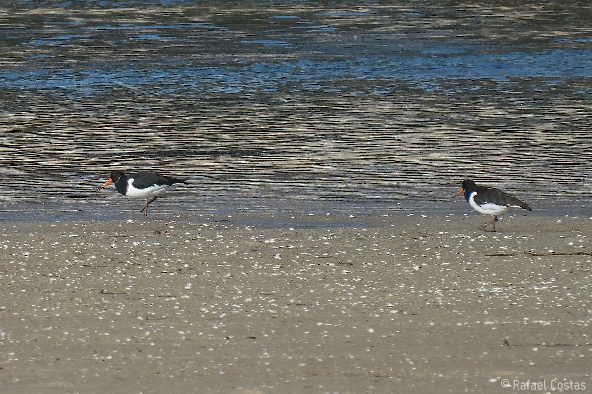 Eurasian Oystercatcher - ML619955860